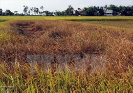 Hàng ngàn hecta lúa ở  Quảng Bình bị dịch bệnh